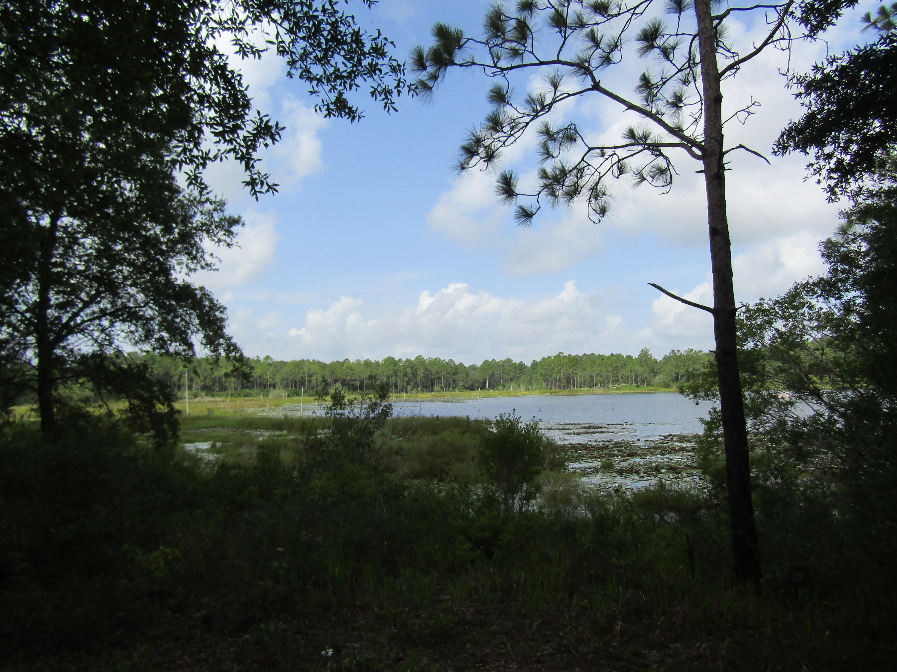 4.5-acres Martin Road DeFuniak Springs, FL 32433 - Photo 17 of 35 IMG_0525