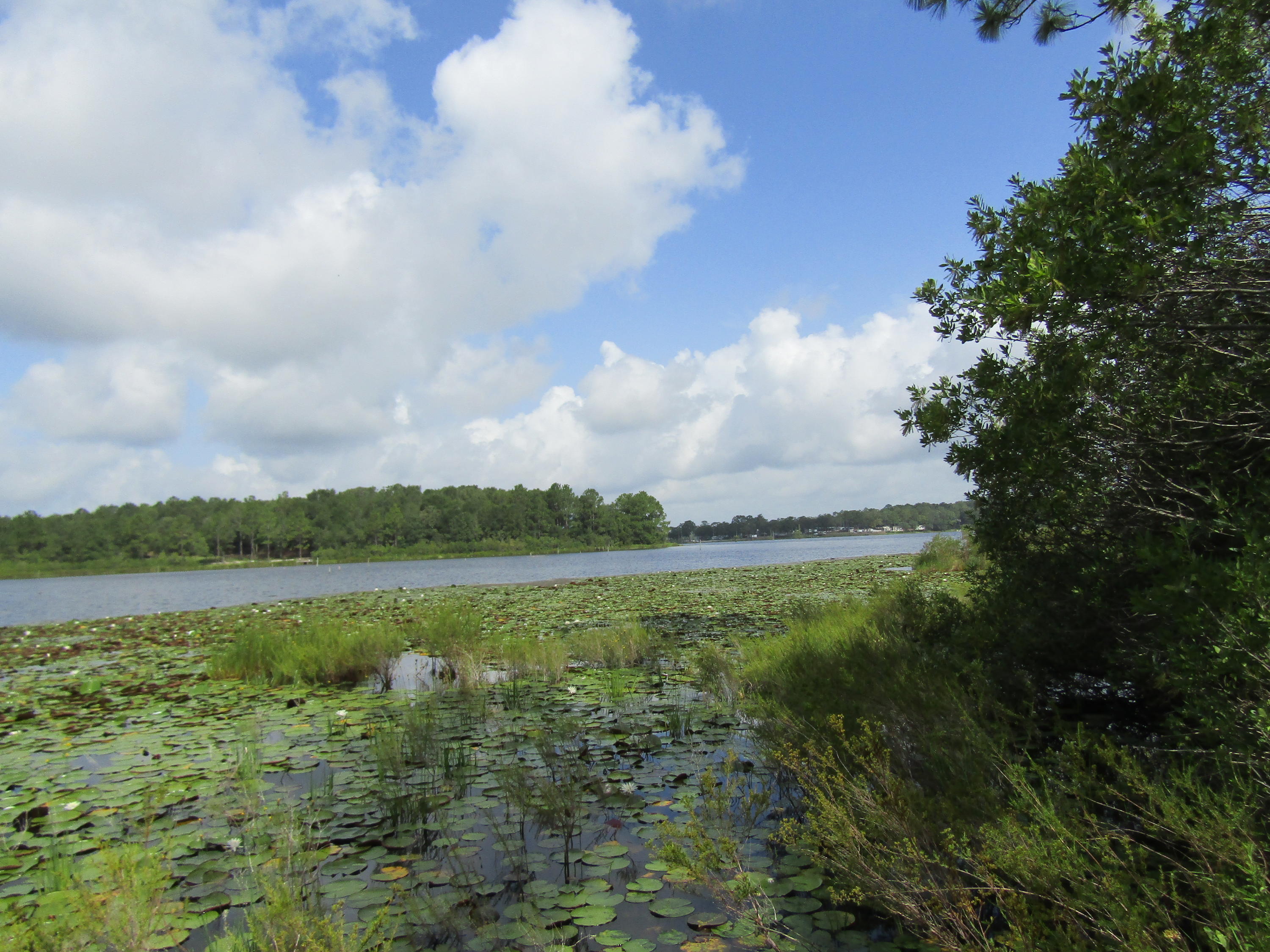 4.5-acres Martin Road DeFuniak Springs, FL 32433 - Photo 19 of 35 IMG_0529