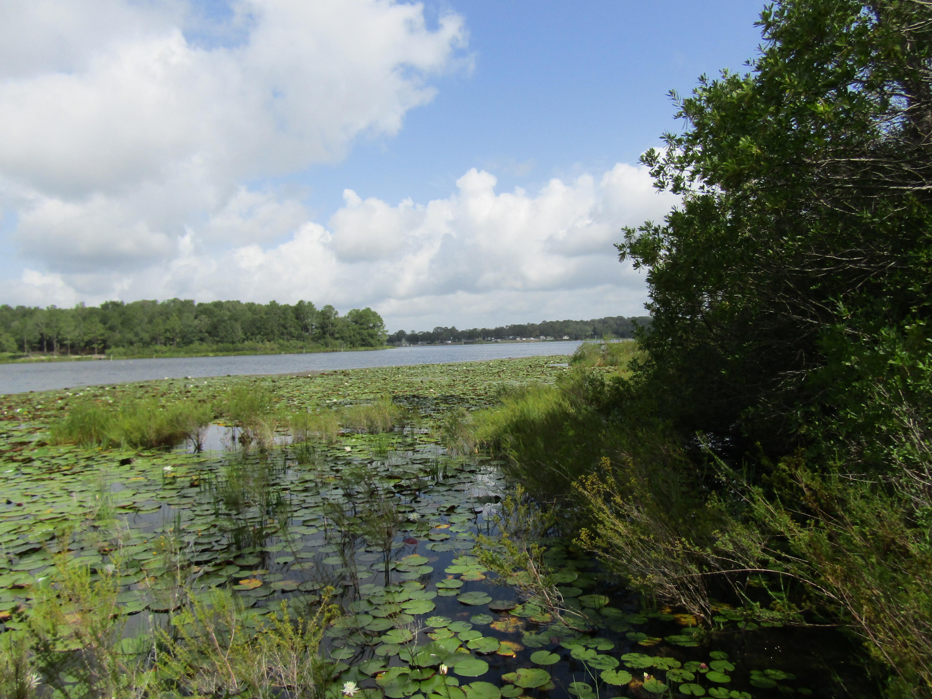 4.5-acres Martin Road DeFuniak Springs, FL 32433 - Photo 21 of 35 IMG_0531