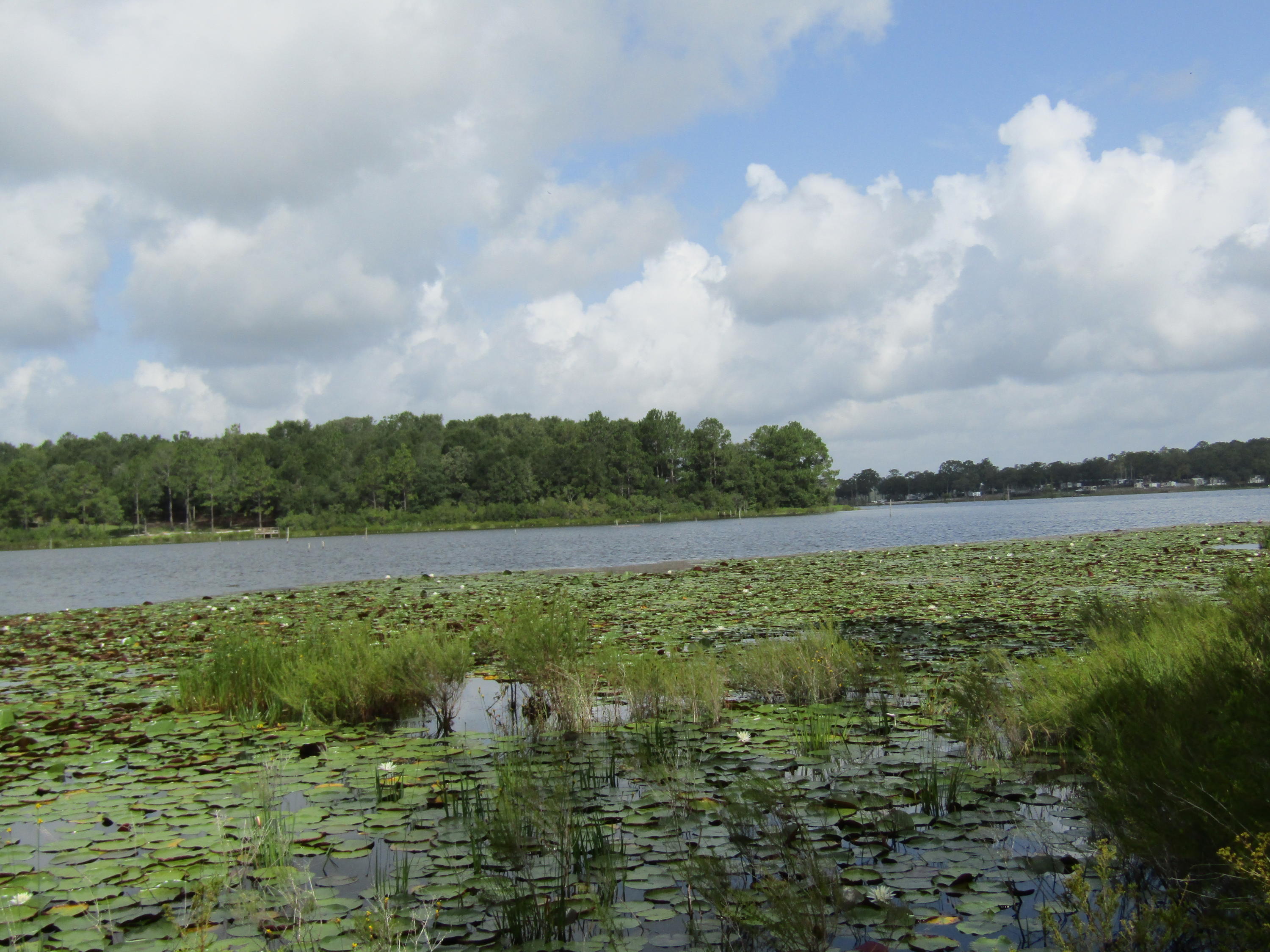 4.5-acres Martin Road DeFuniak Springs, FL 32433 - Photo 22 of 35 IMG_0533