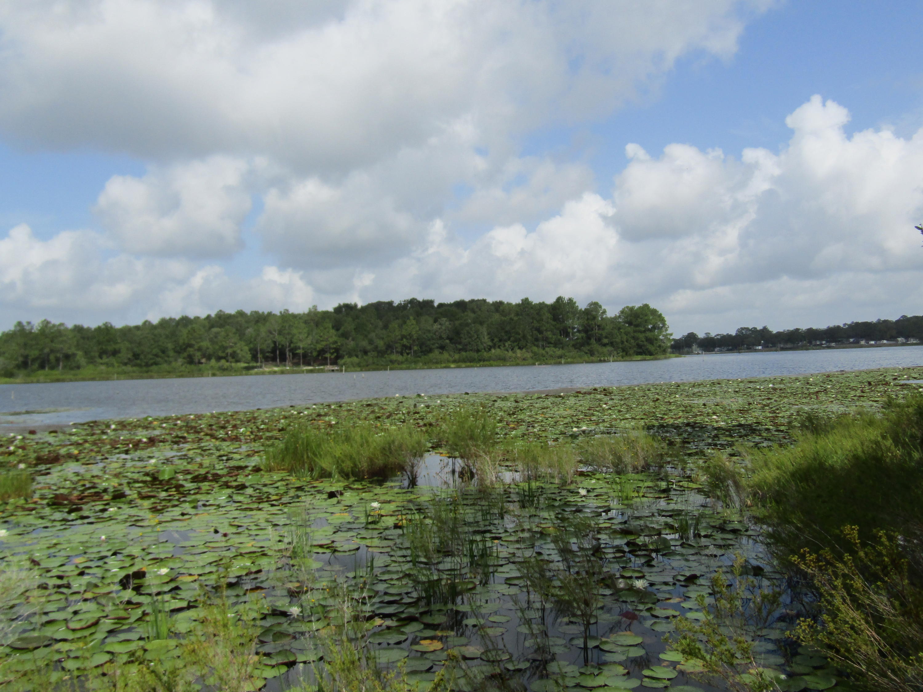 4.5-acres Martin Road DeFuniak Springs, FL 32433 - Photo 23 of 35 IMG_0534