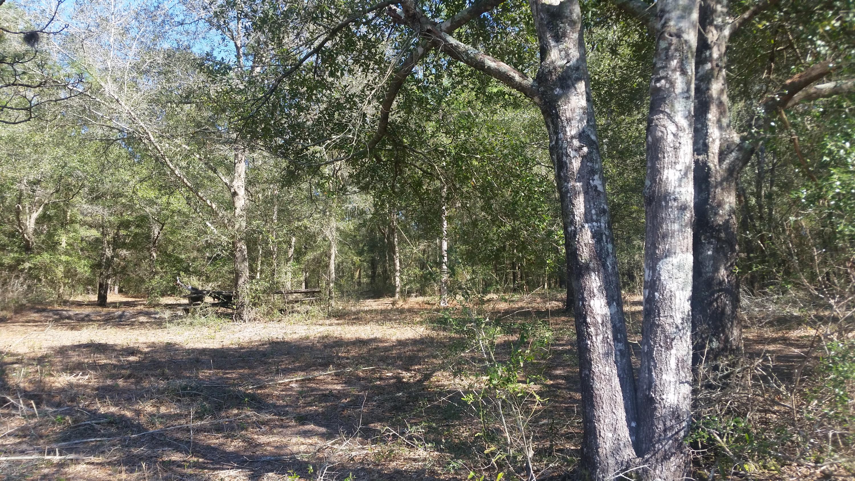 4.5-acres Martin Road DeFuniak Springs, FL 32433 - Photo 26 of 35 20210224_140859