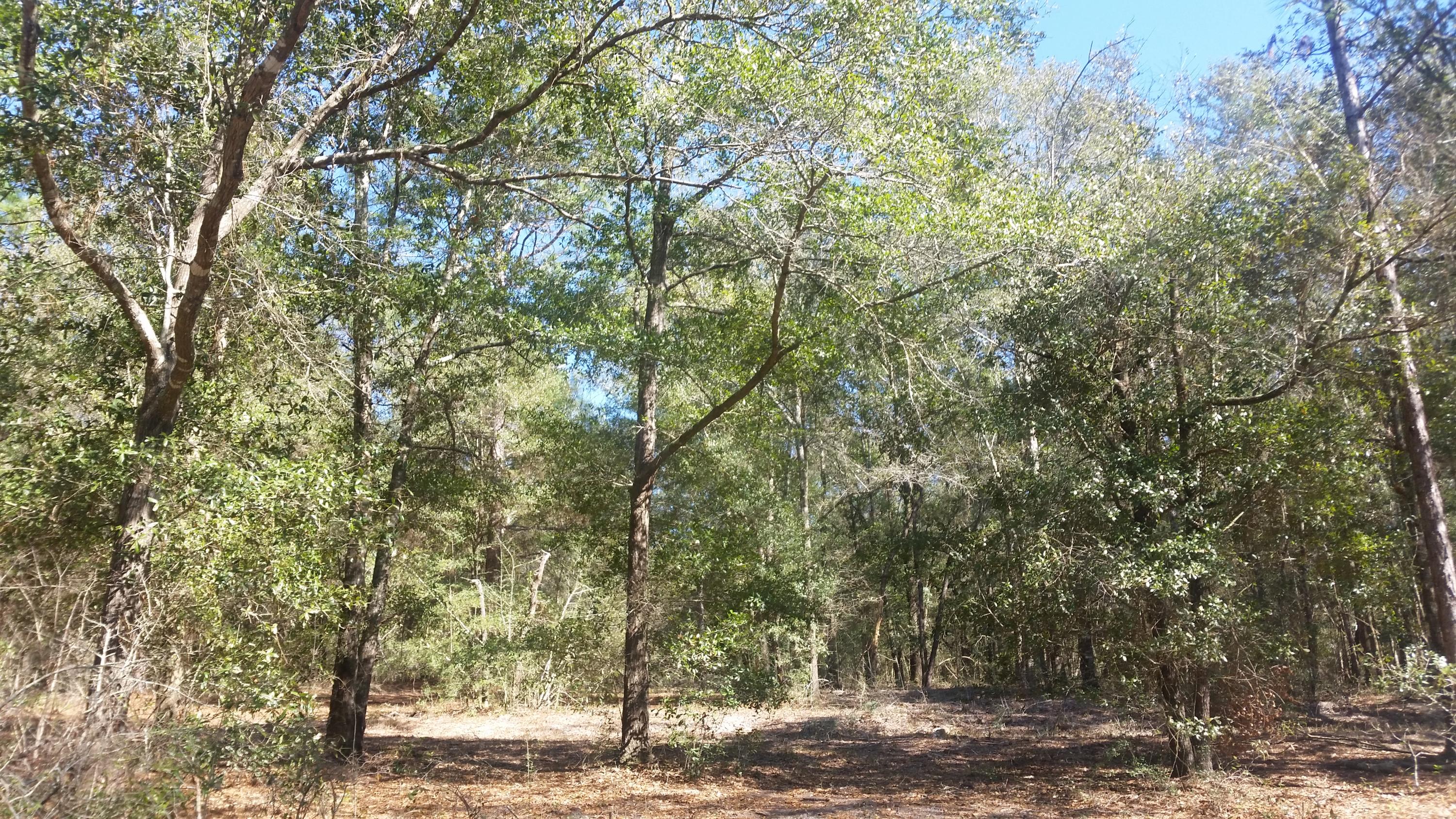 4.5-acres Martin Road DeFuniak Springs, FL 32433 - Photo 35 of 35 20210224_140757