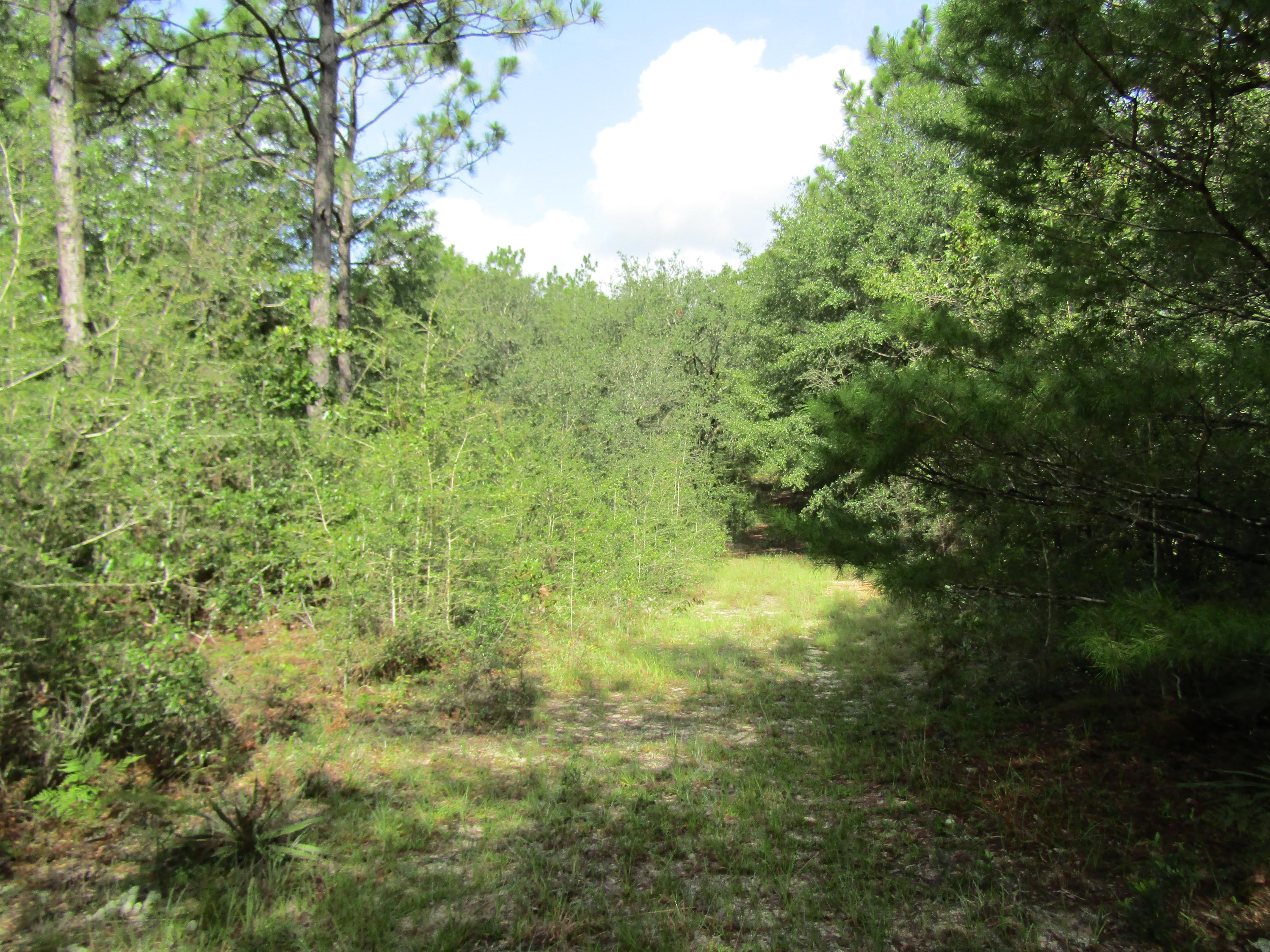 4.5-acres Martin Road DeFuniak Springs, FL 32433 - Photo 6 of 35 IMG_0513