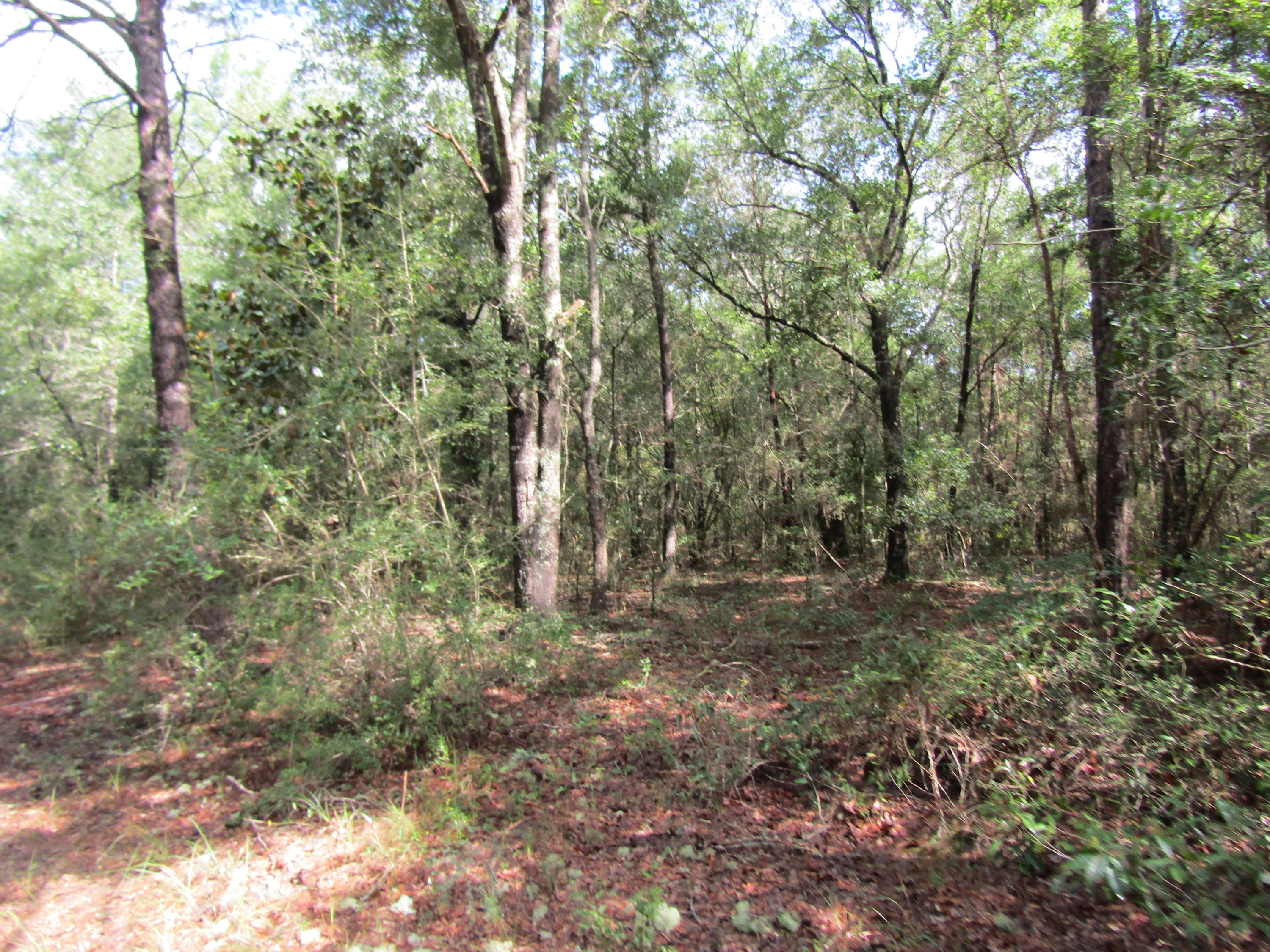 4.5-acres Martin Road DeFuniak Springs, FL 32433 - Photo 10 of 35 IMG_0518