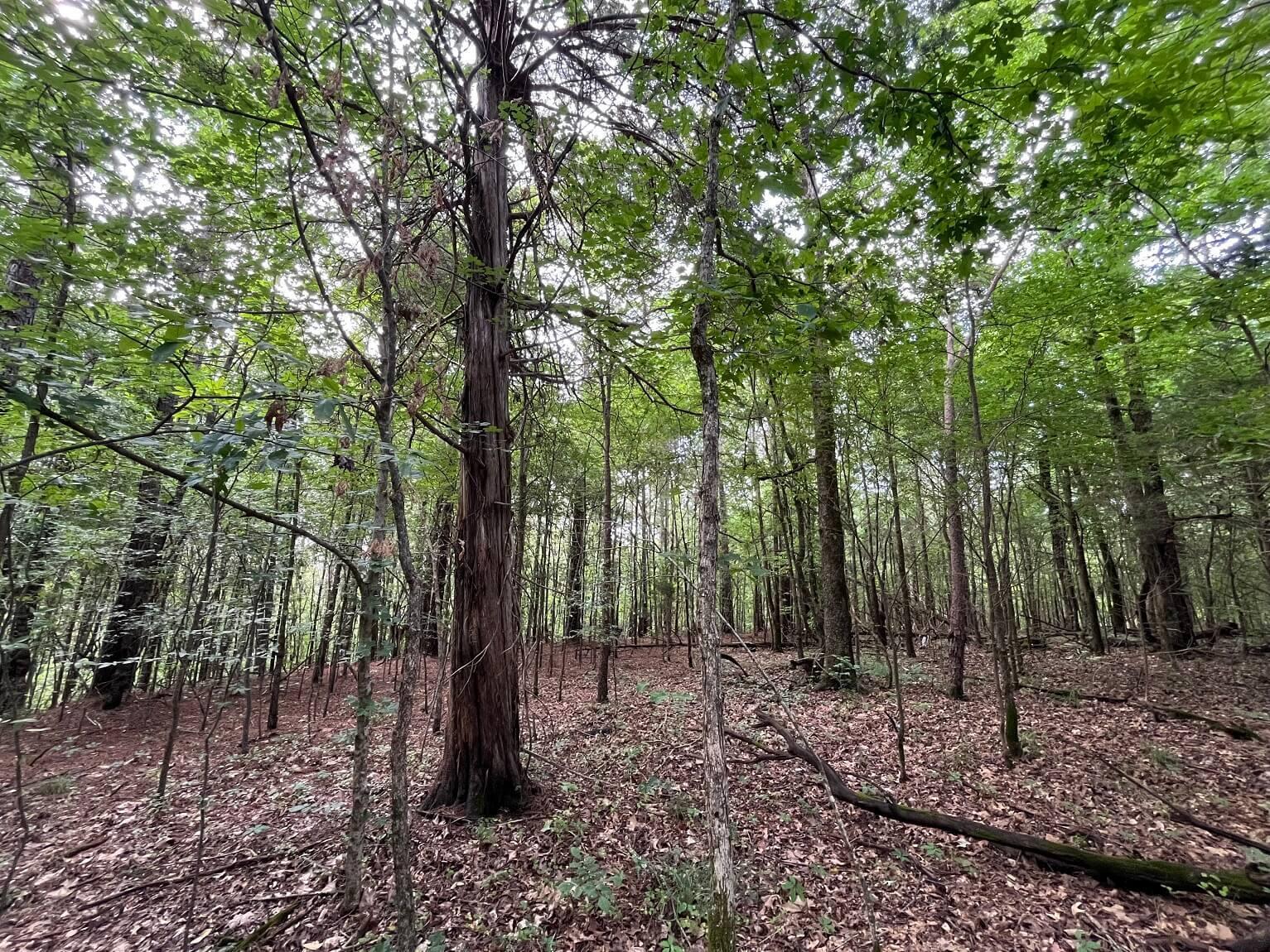 Hudspeth Road Hickory Flat, MS 38633 - Photo 11 of 28 Gallery Image 11