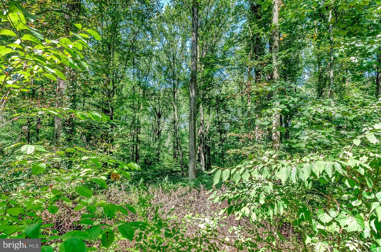 145 White Pine Road Chesterfield, NJ 08515 - Photo 36 of 48 a view of a lush green forest
