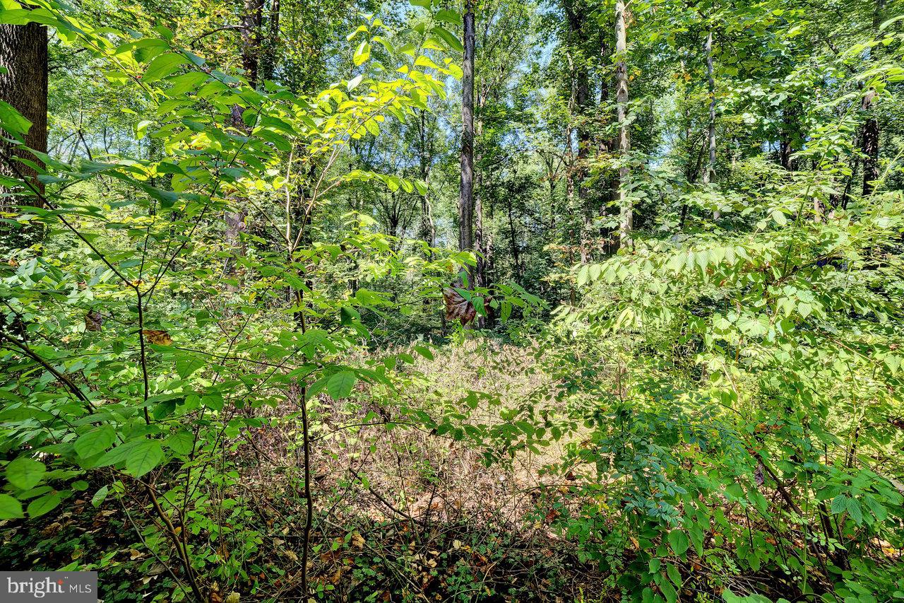 145 White Pine Road Chesterfield, NJ 08515 - Photo 46 of 48 a view of a lush green forest