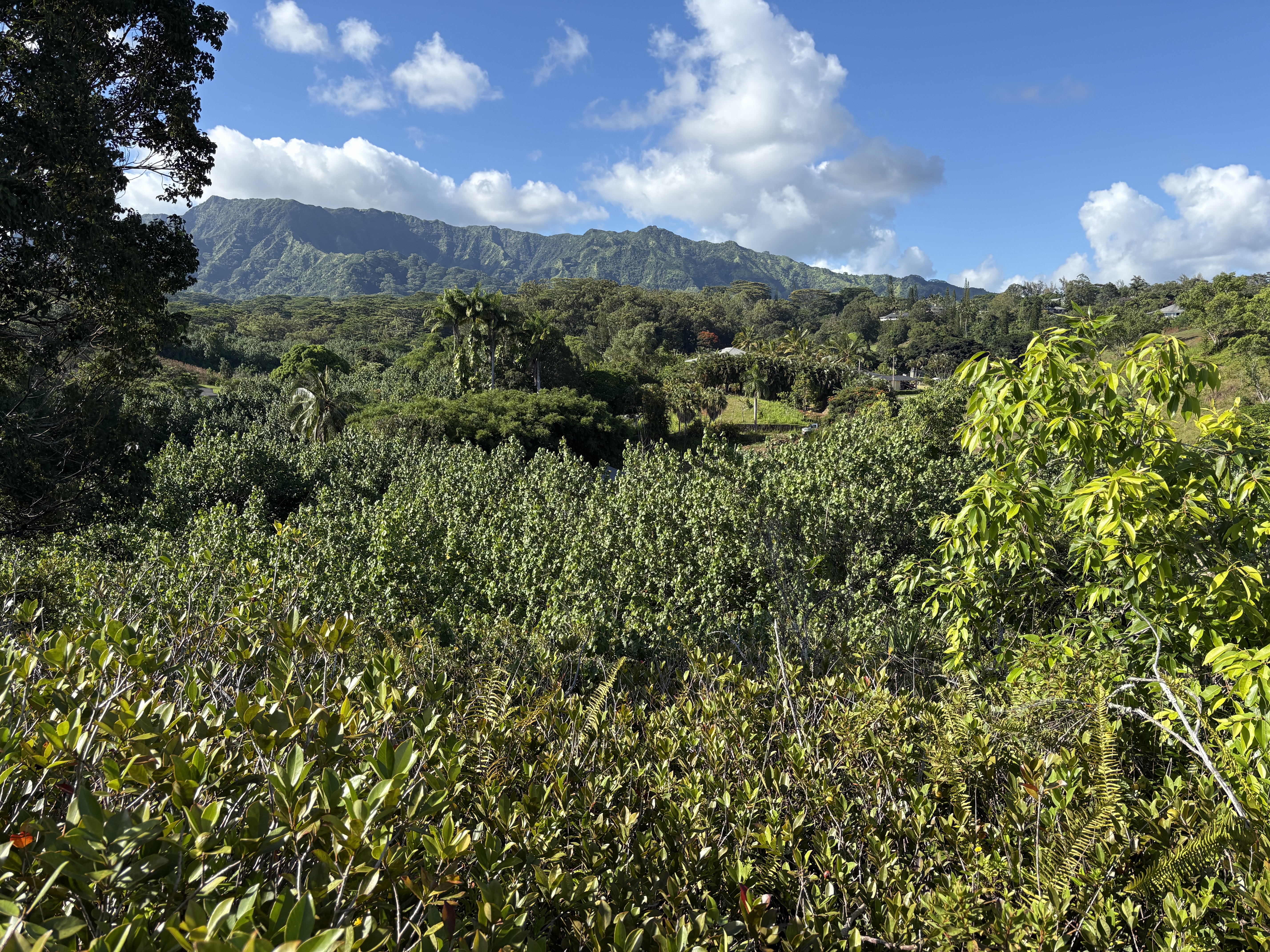 6631 A Kipapa Road Kapaa, HI 96746 - Photo 6 of 17