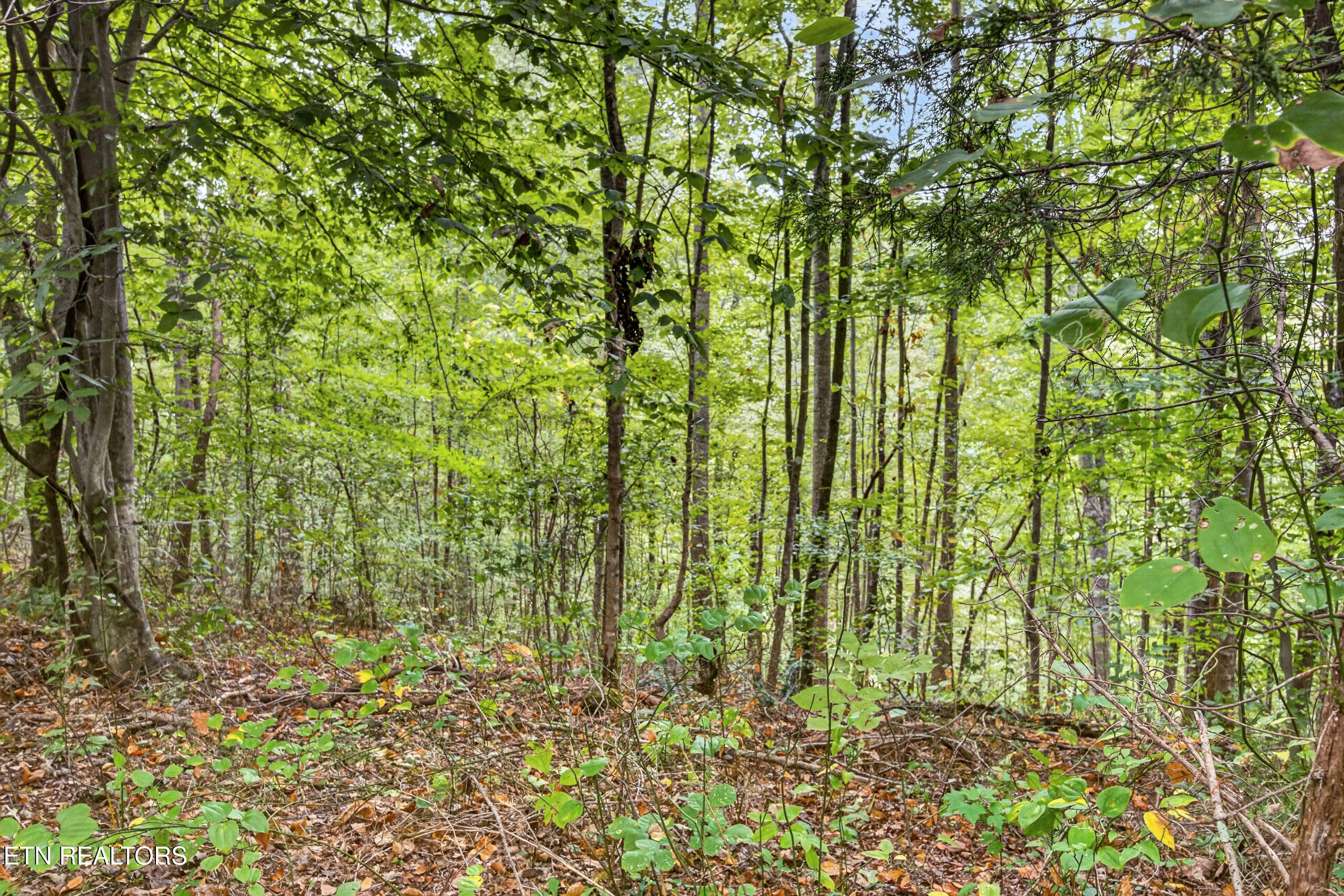 Lot 30 Timber Ridge Lane Celina, TN 38551 - Photo 9 of 12 8-8N5A6660