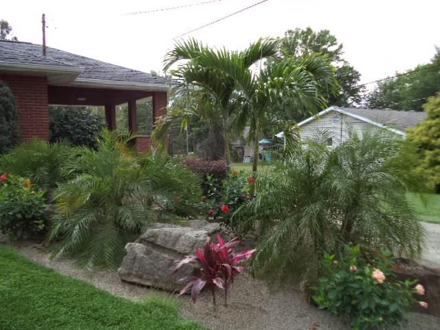 33 Darlington Road Beaver Falls, PA 15010 - Photo 3 of 17 Tropical Paradise....palm trees are included !!