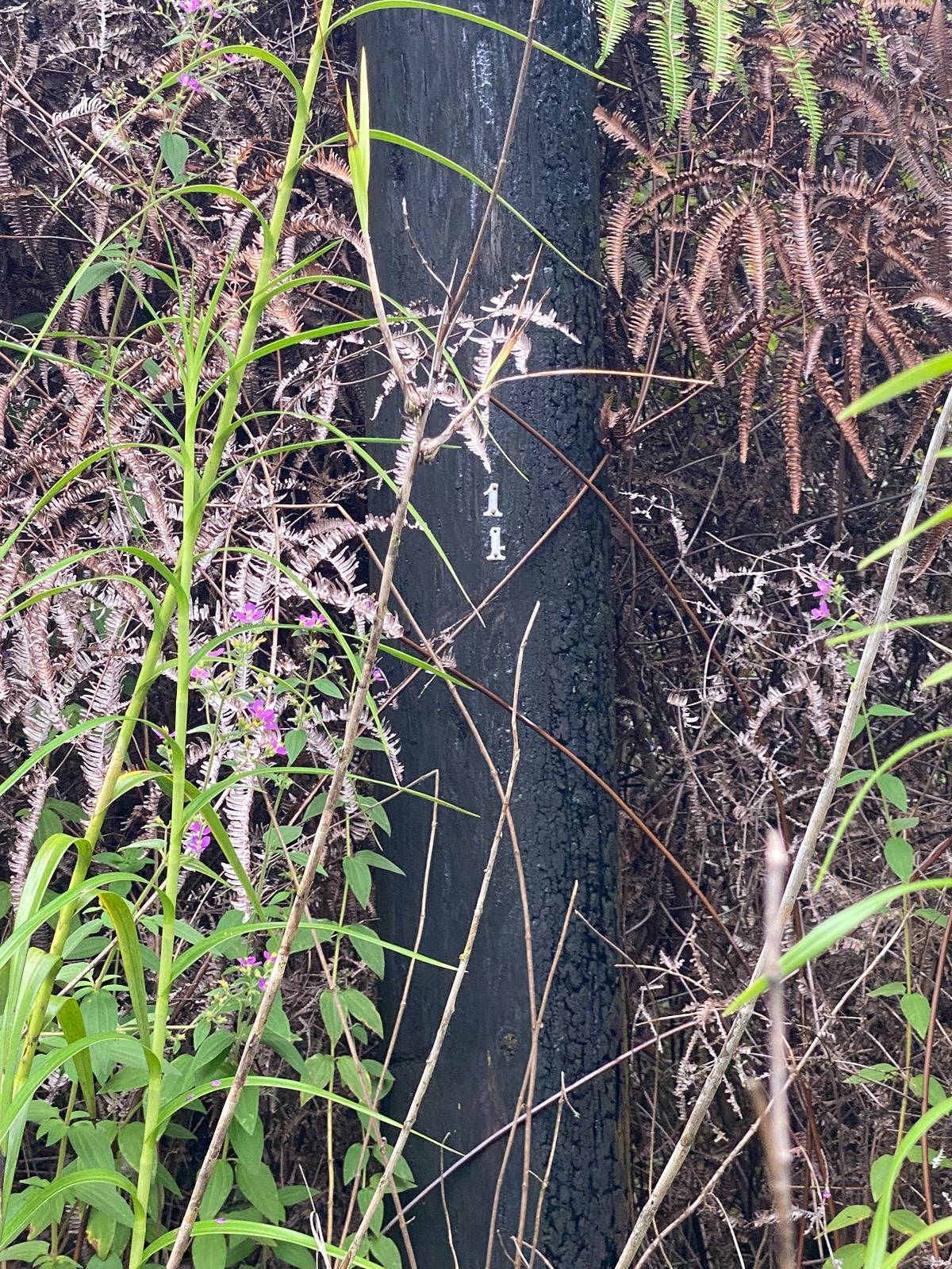 49 Pilo Street Pahoa, HI 96778 - Photo 4 of 5