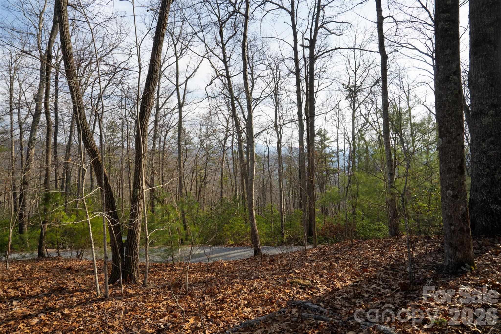 29 Open Ridge Trail Pisgah Forest, NC 28768 - Photo 3 of 16 a view of a forest with trees