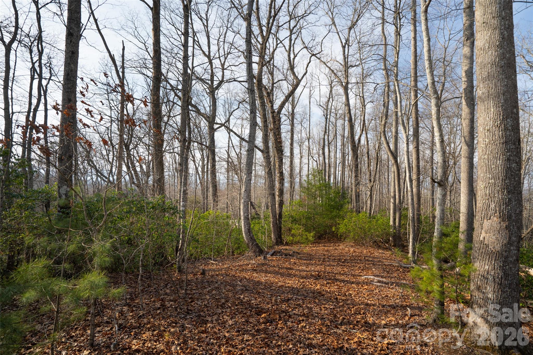 29 Open Ridge Trail Pisgah Forest, NC 28768 - Photo 4 of 16 a view of backyard with green space