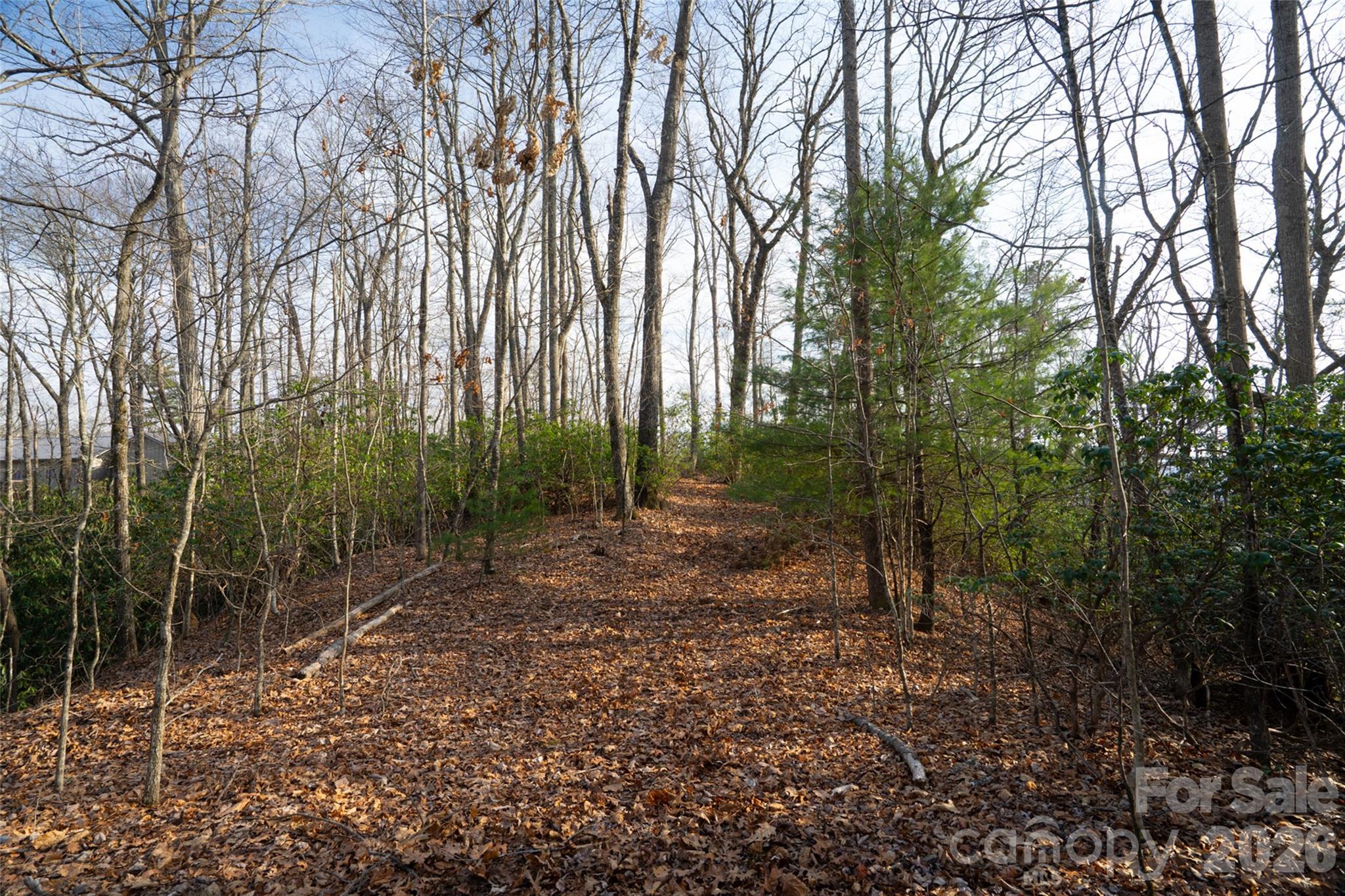 29 Open Ridge Trail Pisgah Forest, NC 28768 - Photo 5 of 16 a view of a forest with trees