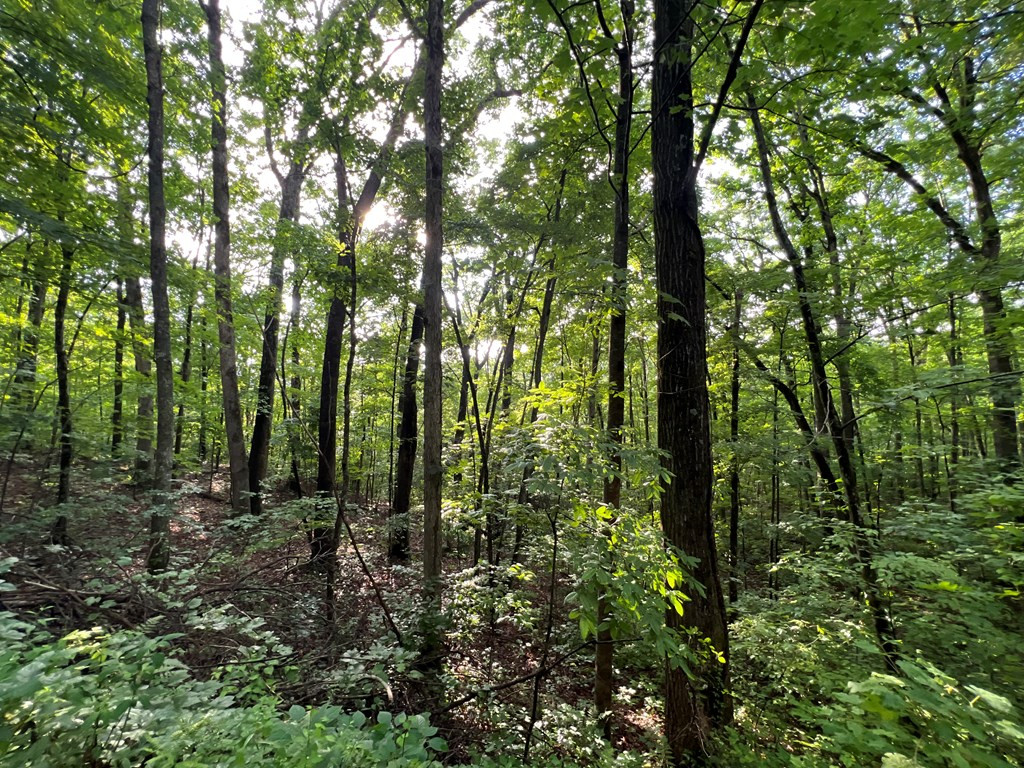 0 Laurel Drive Marble, NC 28905 - Photo 12 of 42
