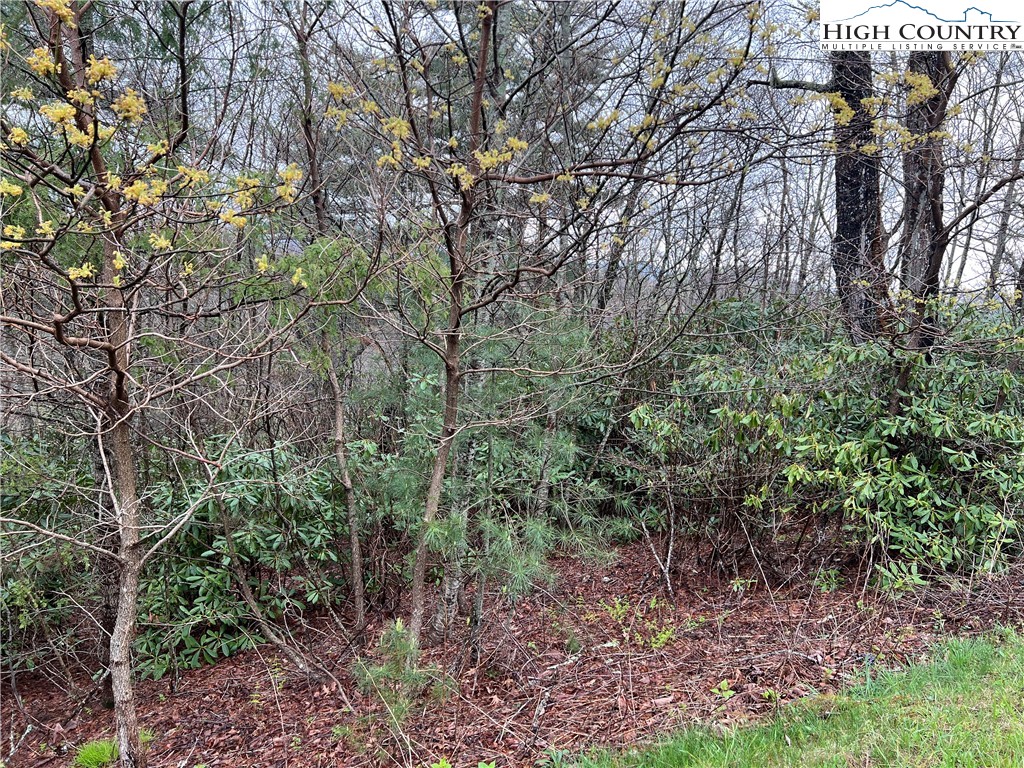 Lot 23 Cielo Road Blowing Rock, NC 28605 - Photo 2 of 16 a view of a forest filled with trees