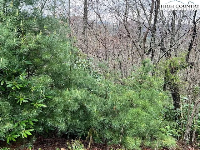 a view of a lush green forest