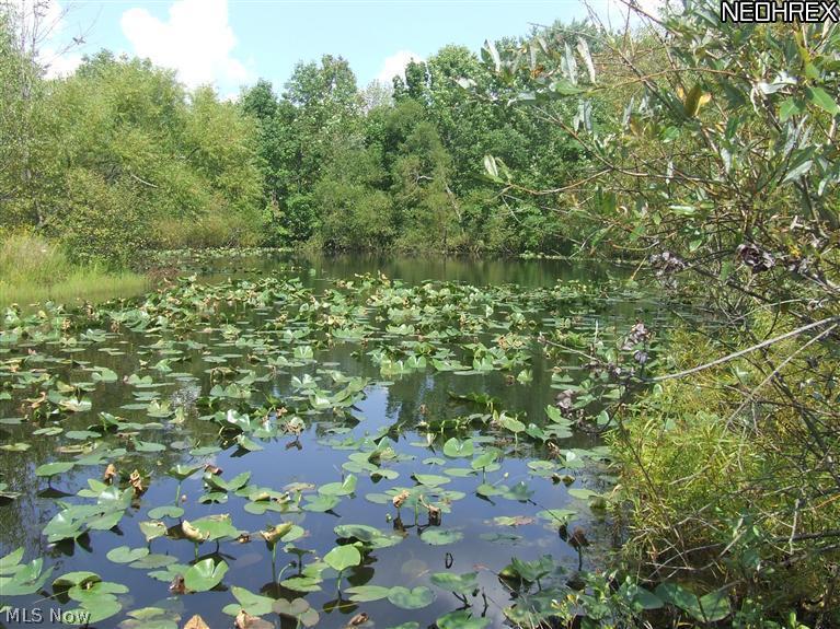 12259 Butternut Road Newbury, OH 44065 - Photo 8 of 21 Beautiful pond loaded with water lilies.