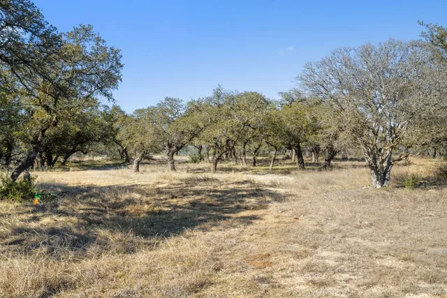 a view of a yard with a tree