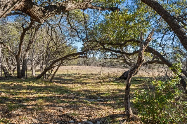 a view of a yard with a tree