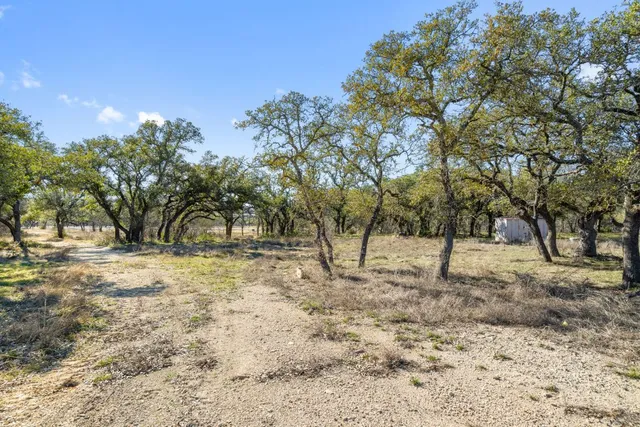 a view of backyard and tree