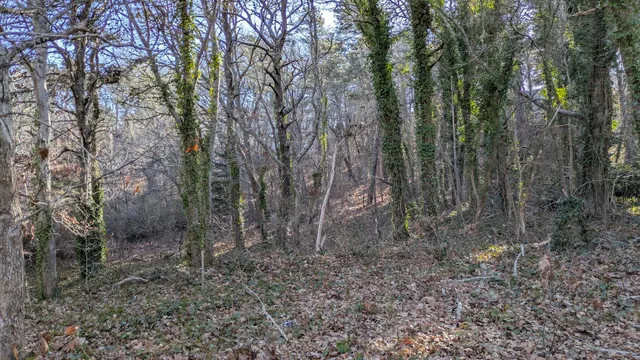 a view of a forest with trees in the background