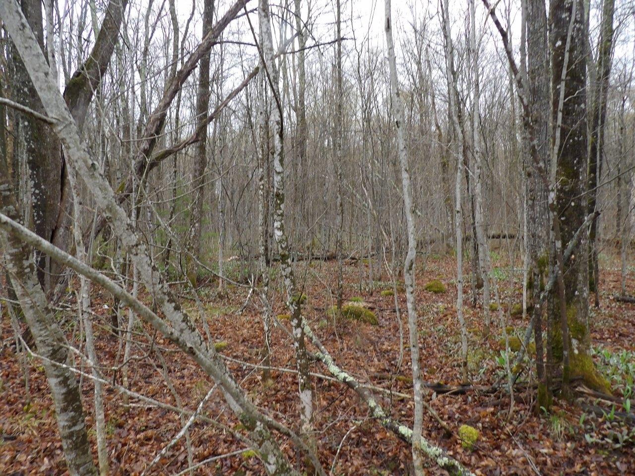 4596 Tower Road North Winter, WI 54896 - Photo 16 of 21 Gallery Image 16