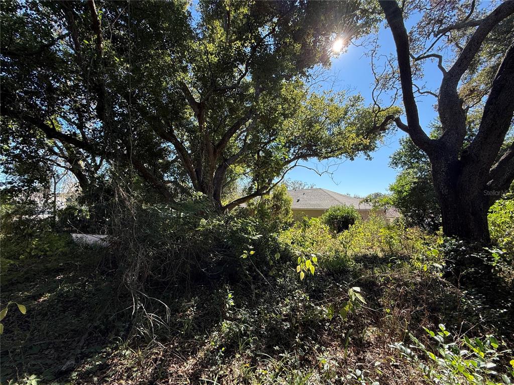 6515 Taylor Court New Port Richey, FL 34653 - Photo 15 of 23 a view of a tree in a yard