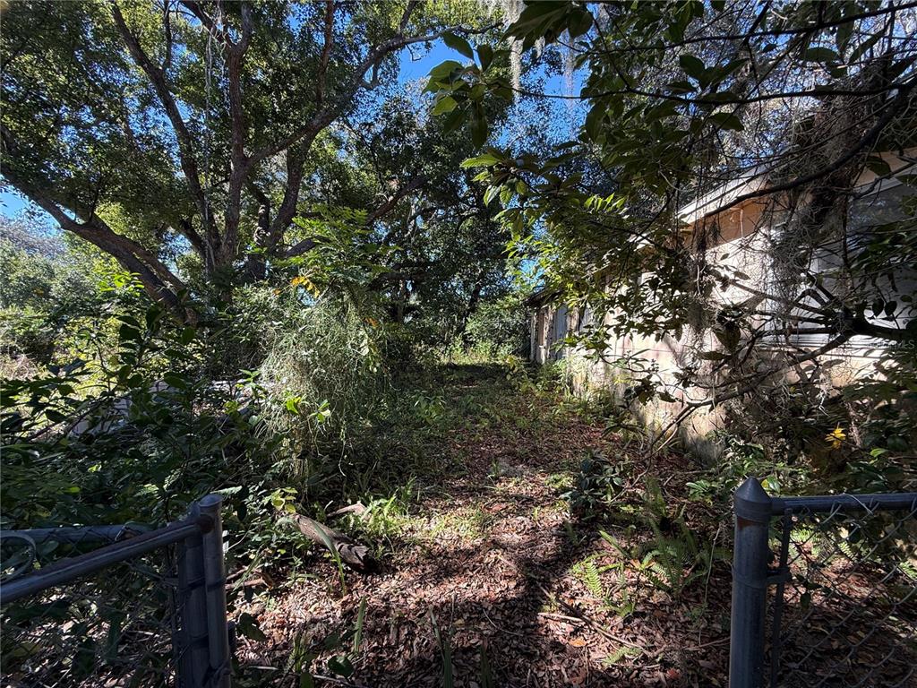 6515 Taylor Court New Port Richey, FL 34653 - Photo 16 of 23 a picture of tree