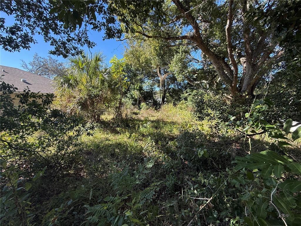 6515 Taylor Court New Port Richey, FL 34653 - Photo 18 of 23 a view of a tree in a forest