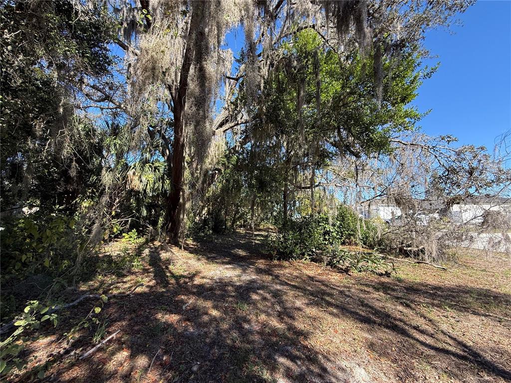 6515 Taylor Court New Port Richey, FL 34653 - Photo 19 of 23 a view of a tree
