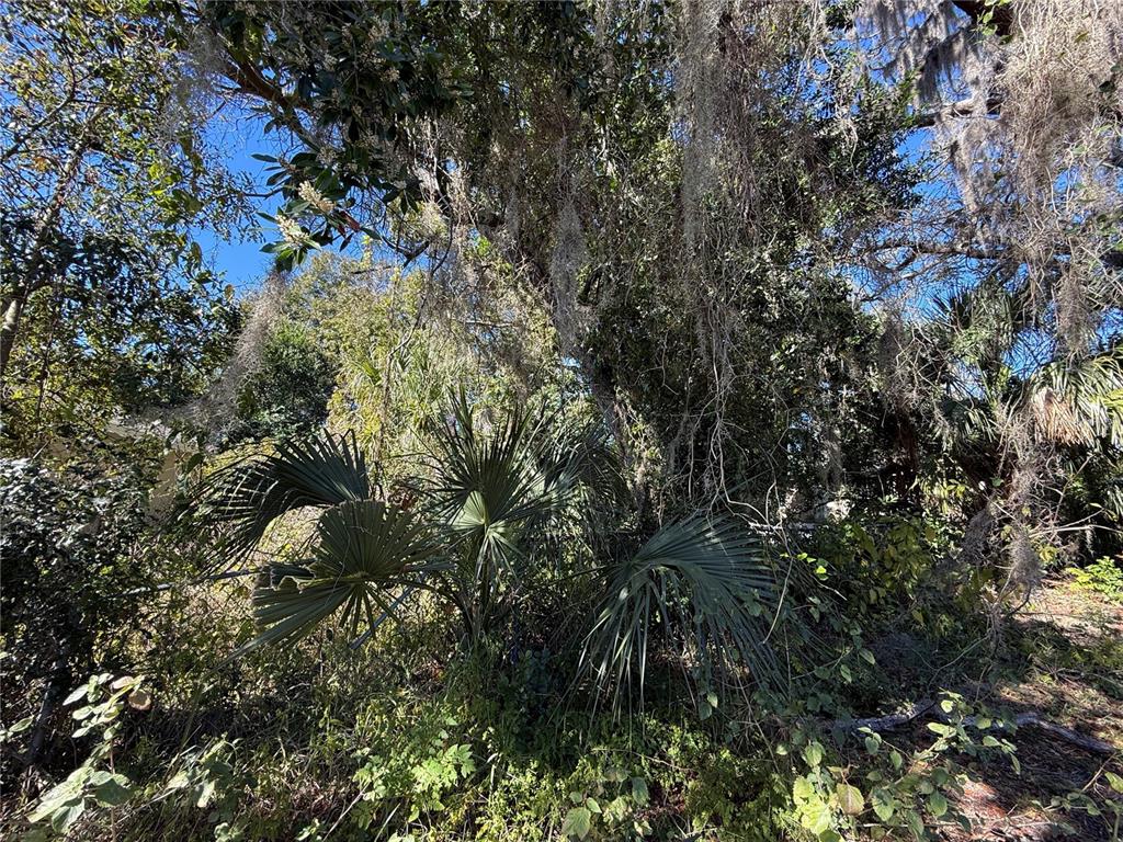 6515 Taylor Court New Port Richey, FL 34653 - Photo 20 of 23 a view of a tree in a forest