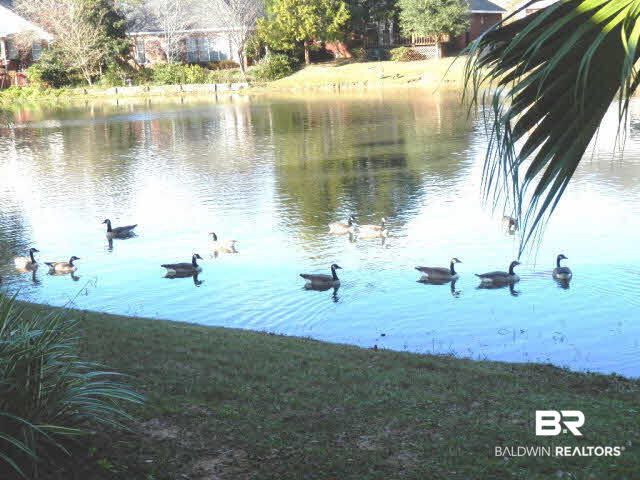 229 Spring Lake Drive Fairhope, AL 36532 - Photo 20 of 21 Afternoon and morning visitors!!!
