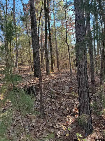 a big yard with lots of plants and trees