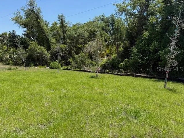 a view of field with tall trees