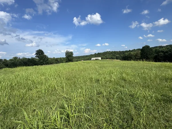 a view of a big yard with a large tree