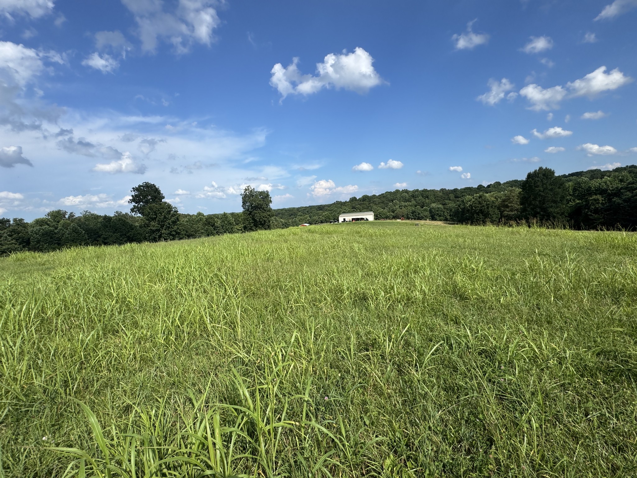 5370 Galen Road Lafayette, TN 37083 - Photo 14 of 48 a view of a big yard with a large tree
