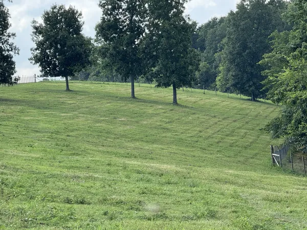 a view of three trees in a field