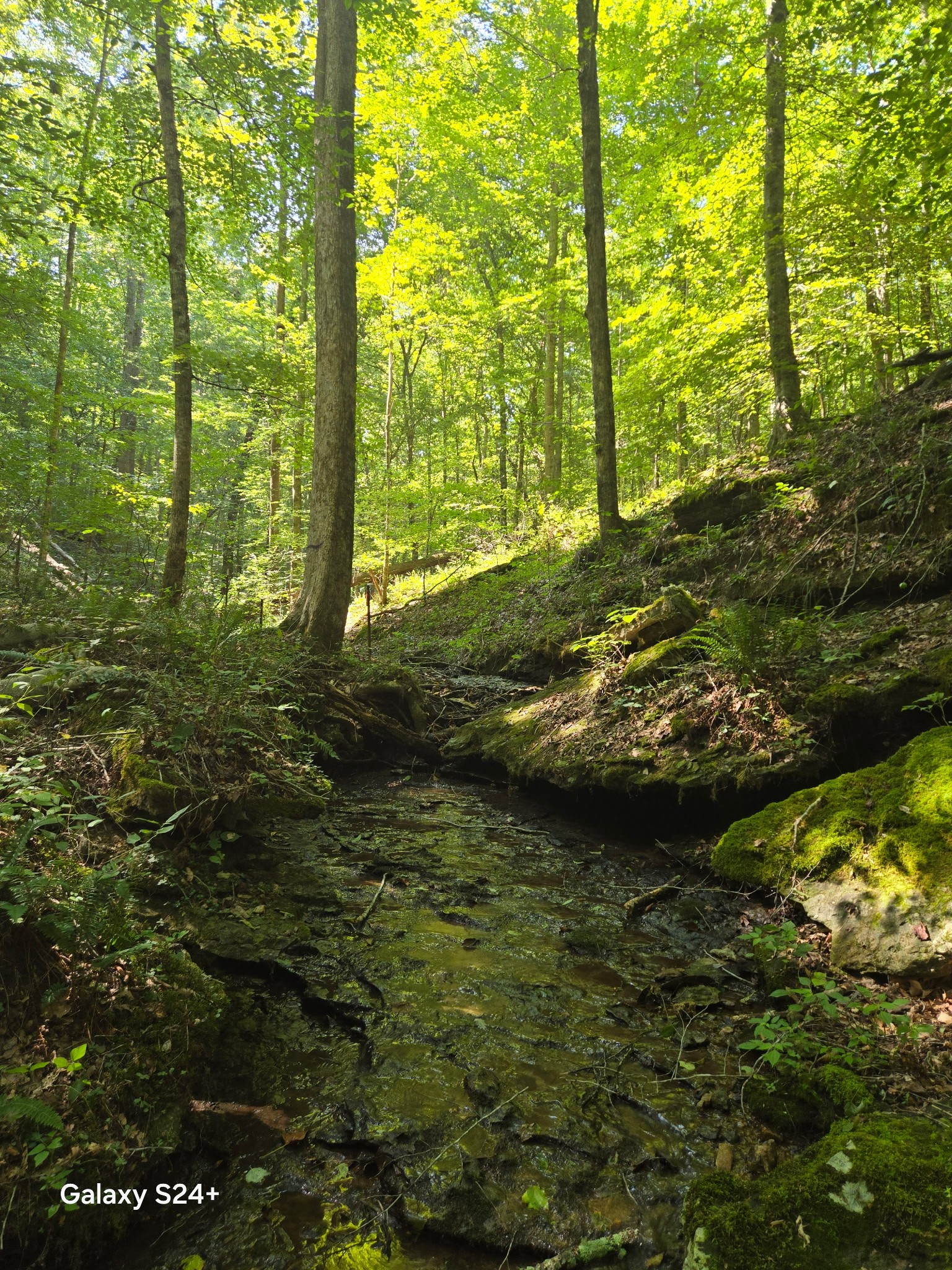 5370 Galen Road Lafayette, TN 37083 - Photo 42 of 48 a view of residential area with green space