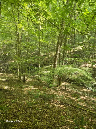 a backyard of a house with lots of green space