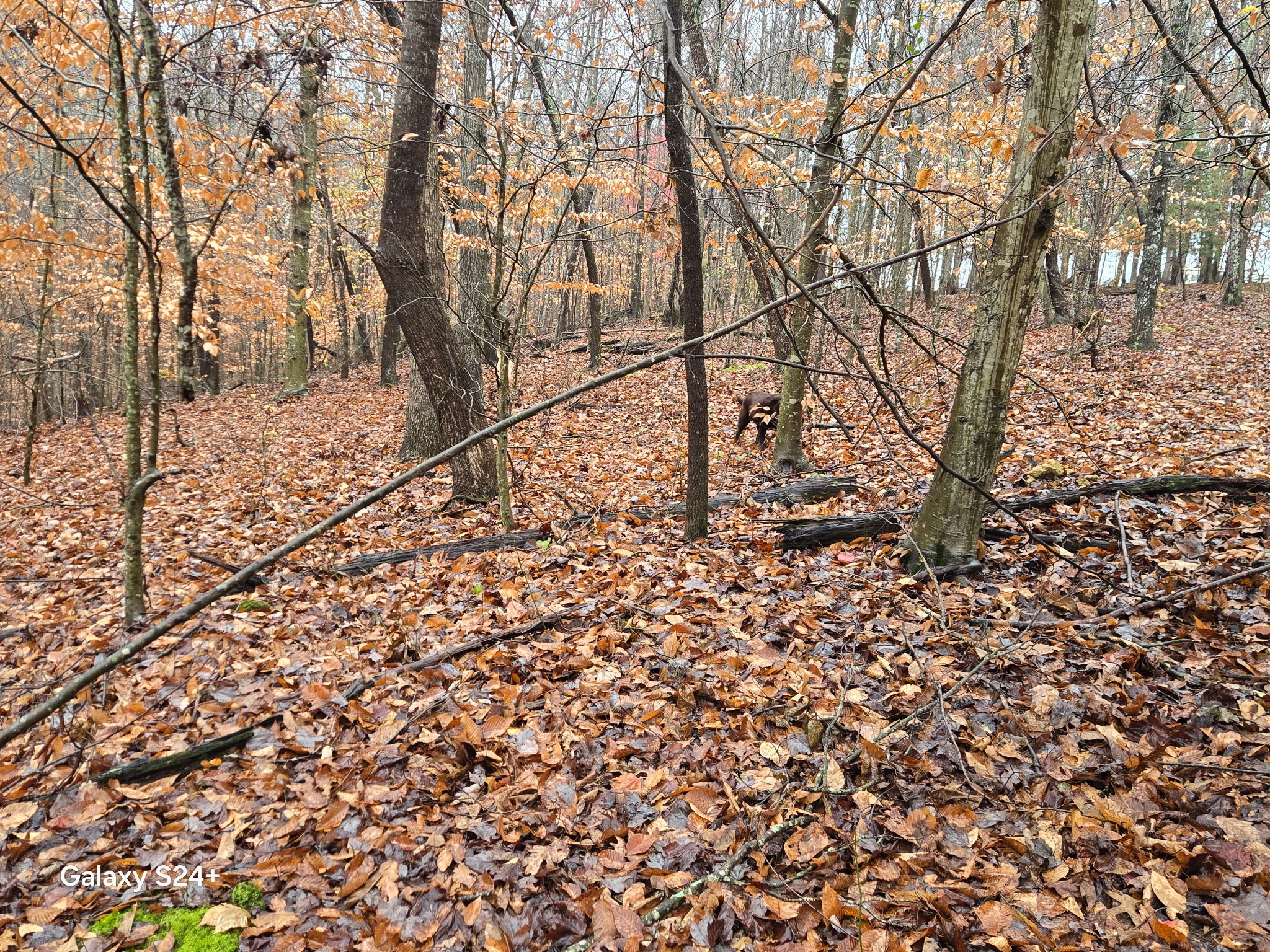 5370 Galen Road Lafayette, TN 37083 - Photo 44 of 48 a backyard of a house with lots of green space