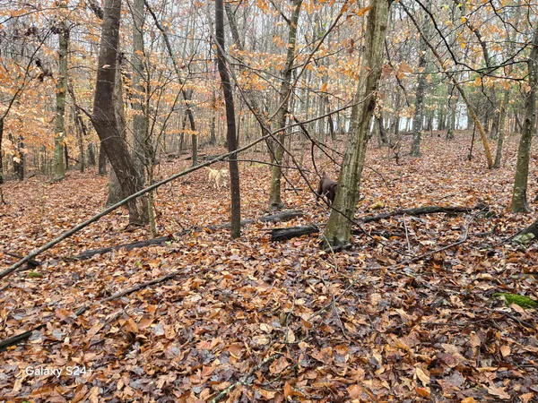 a view of a yard with trees