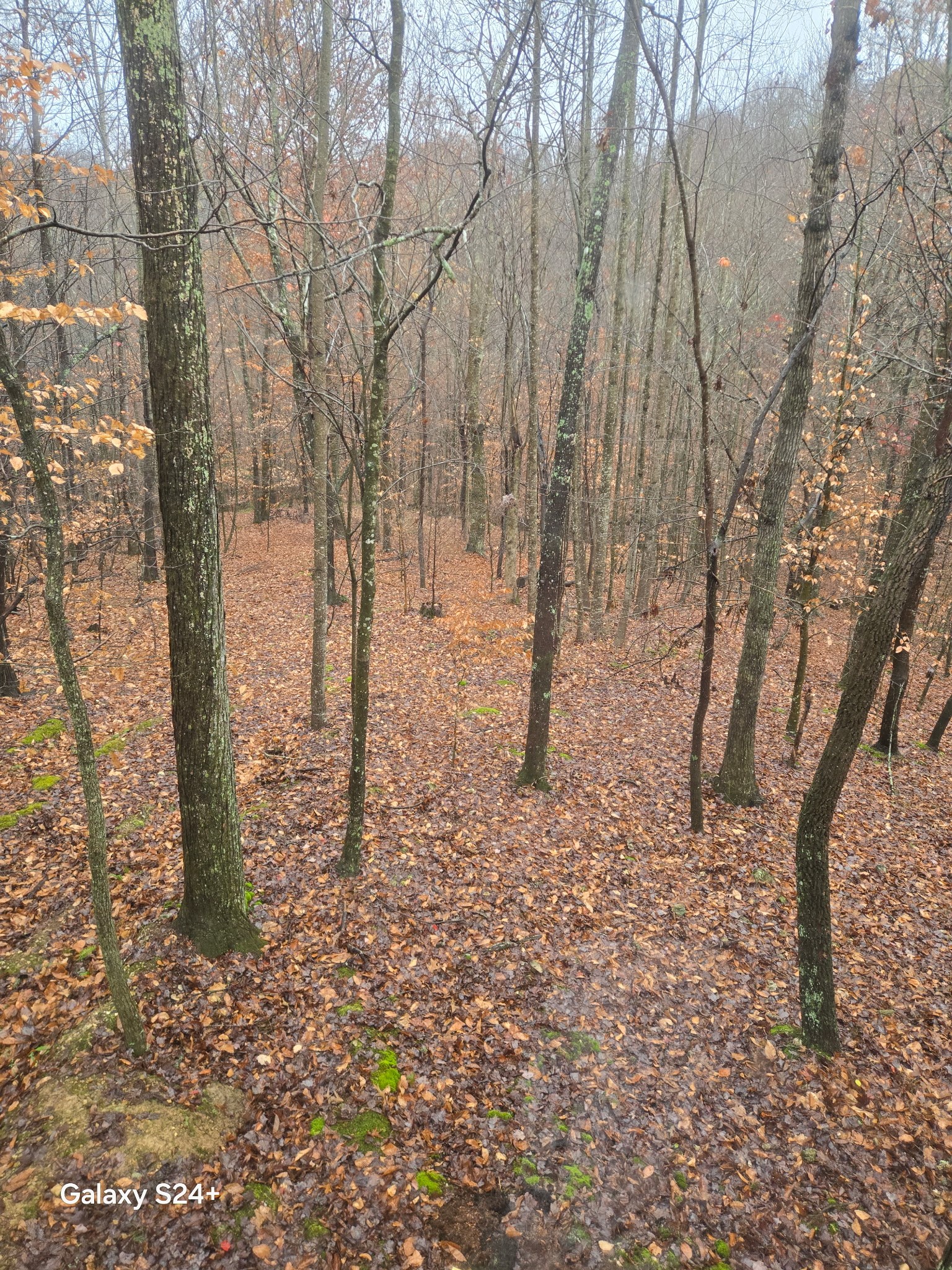 5370 Galen Road Lafayette, TN 37083 - Photo 46 of 48 a view of a yard with trees