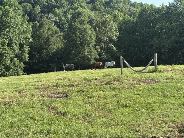 a view of a tree with a yard