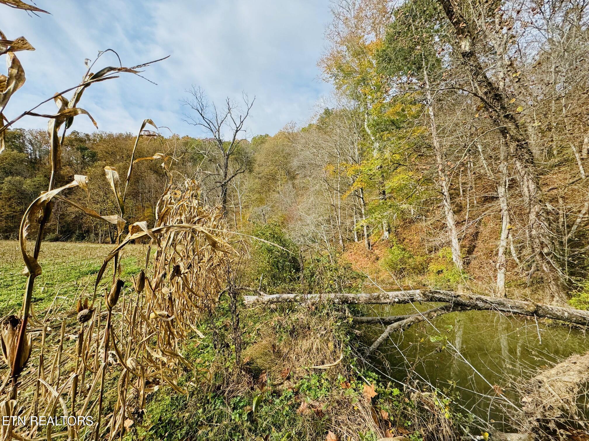 0 Clear Creek Road Newport, TN 37821 - Photo 6 of 19 IMG_2399 (1)