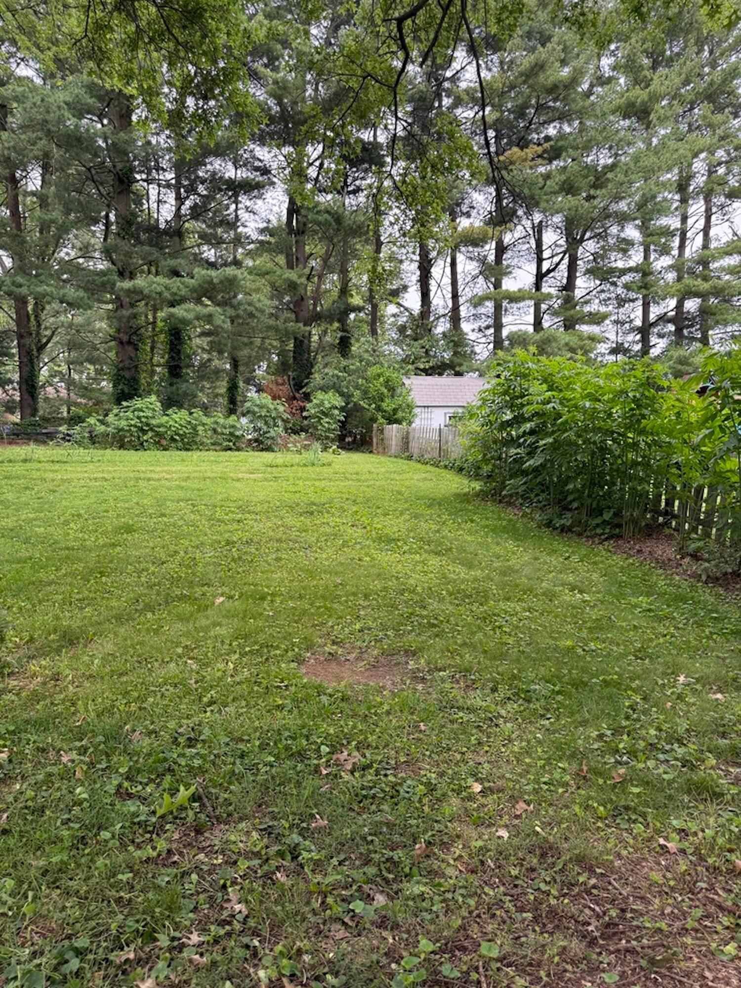 308 Lockville Road Pickerington, OH 43147 - Photo 23 of 24 Backyard and Elderberry