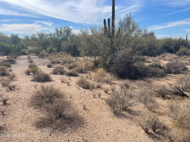 a view of a dry yard with wooden floor
