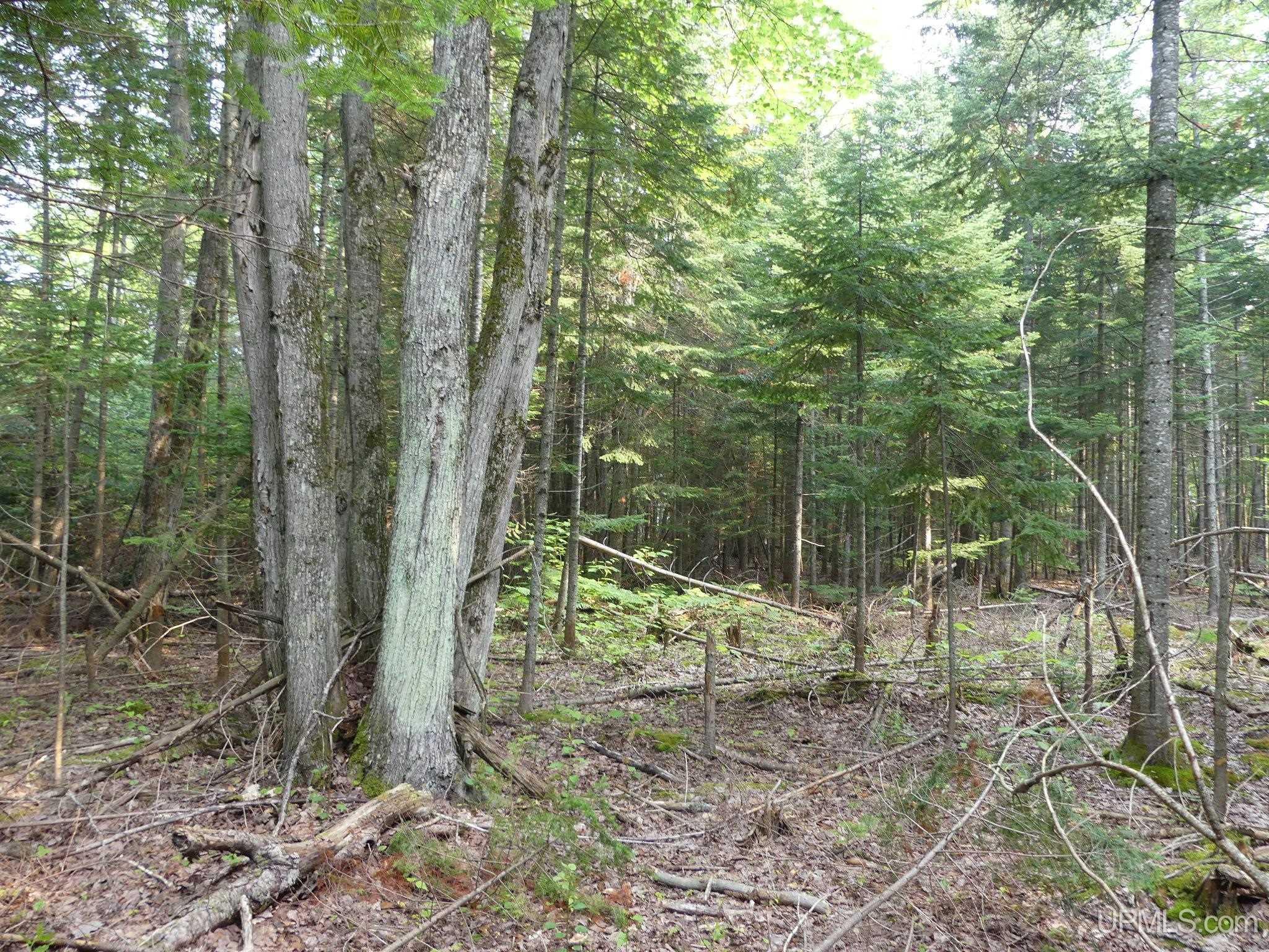 0 East Cemetery Road Grand Marais, MI 49839 - Photo 8 of 12 Gallery Image 8