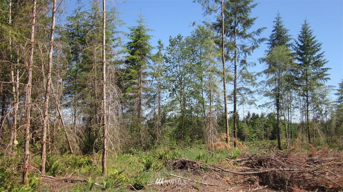 1 Jones Road Winlock, WA 98596 - Photo 18 of 25 Gallery Image 18